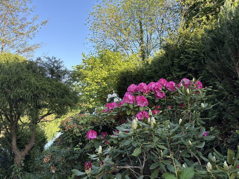 Garten im Frühling mit blühenden Pflanzen